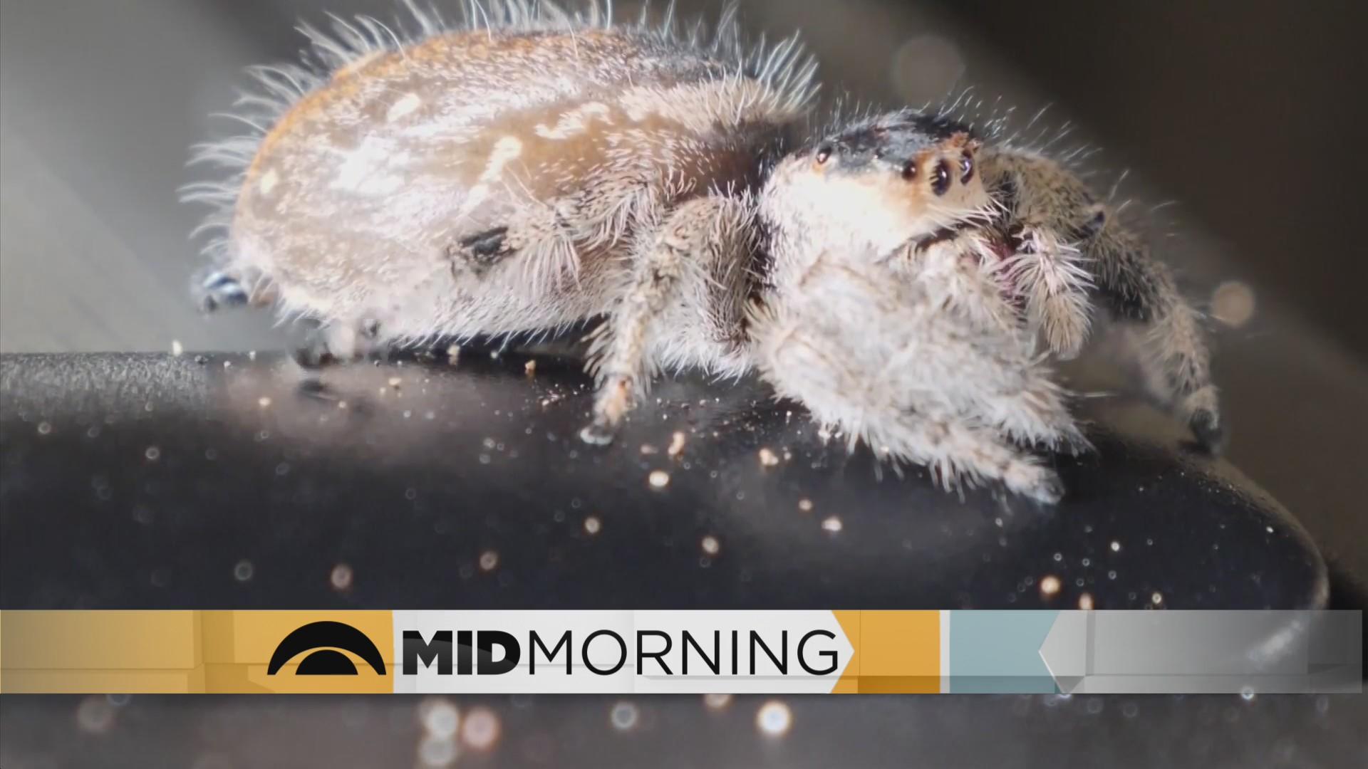Species of rare giant spider spotted in Australia CBS Sacramento