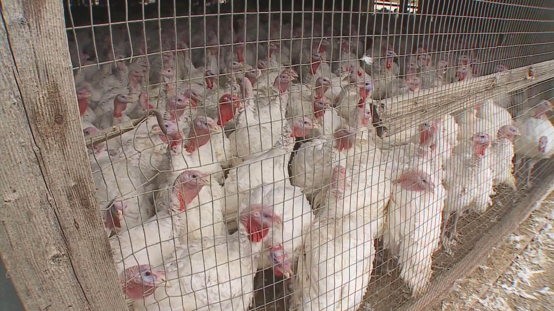 Bird flu infects Iowa egg farm with 1 million chickens - CBS Minnesota
