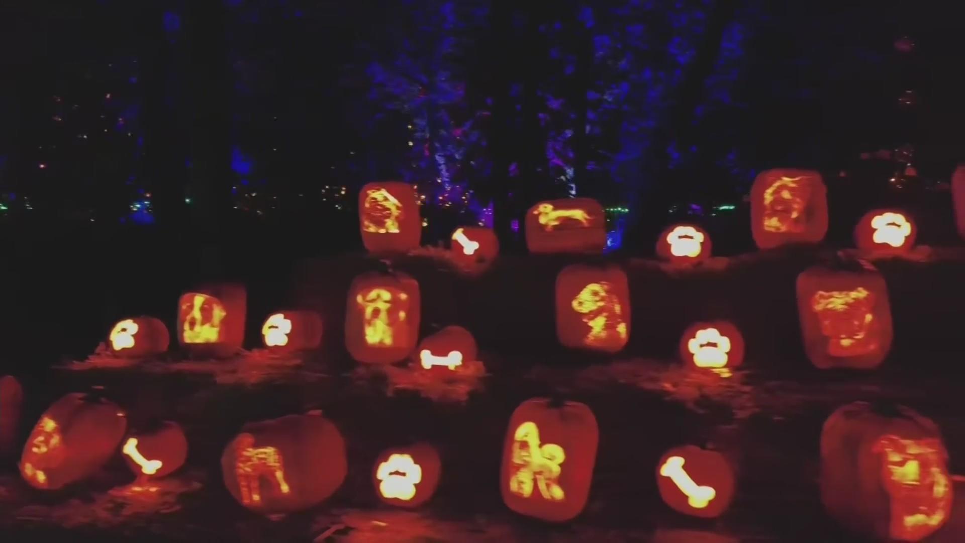 Pumpkin-carving craftsmanship on display at Jack O' Lantern