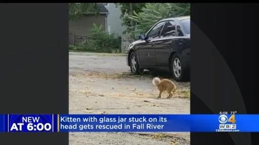 Kitten with glass jar on its head rescued from Fall River streets - CBS ...