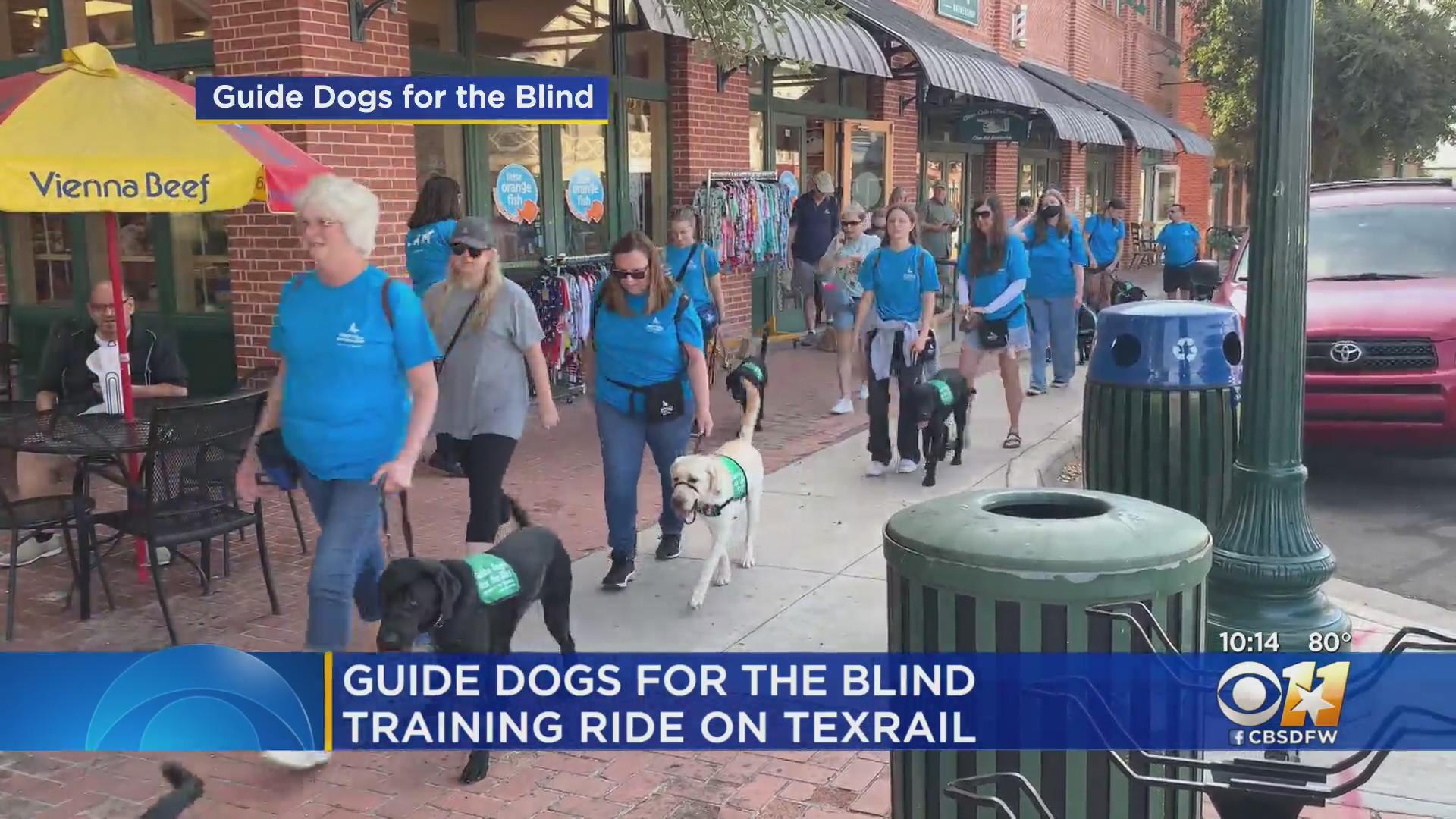 Guide Dog Ride Guide Dogs for the Blind puppies-in-training take training ride on ...