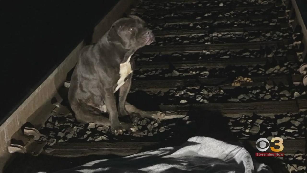 Abandoned dog found injured along train tracks in Montgomery County - CBS  Philadelphia