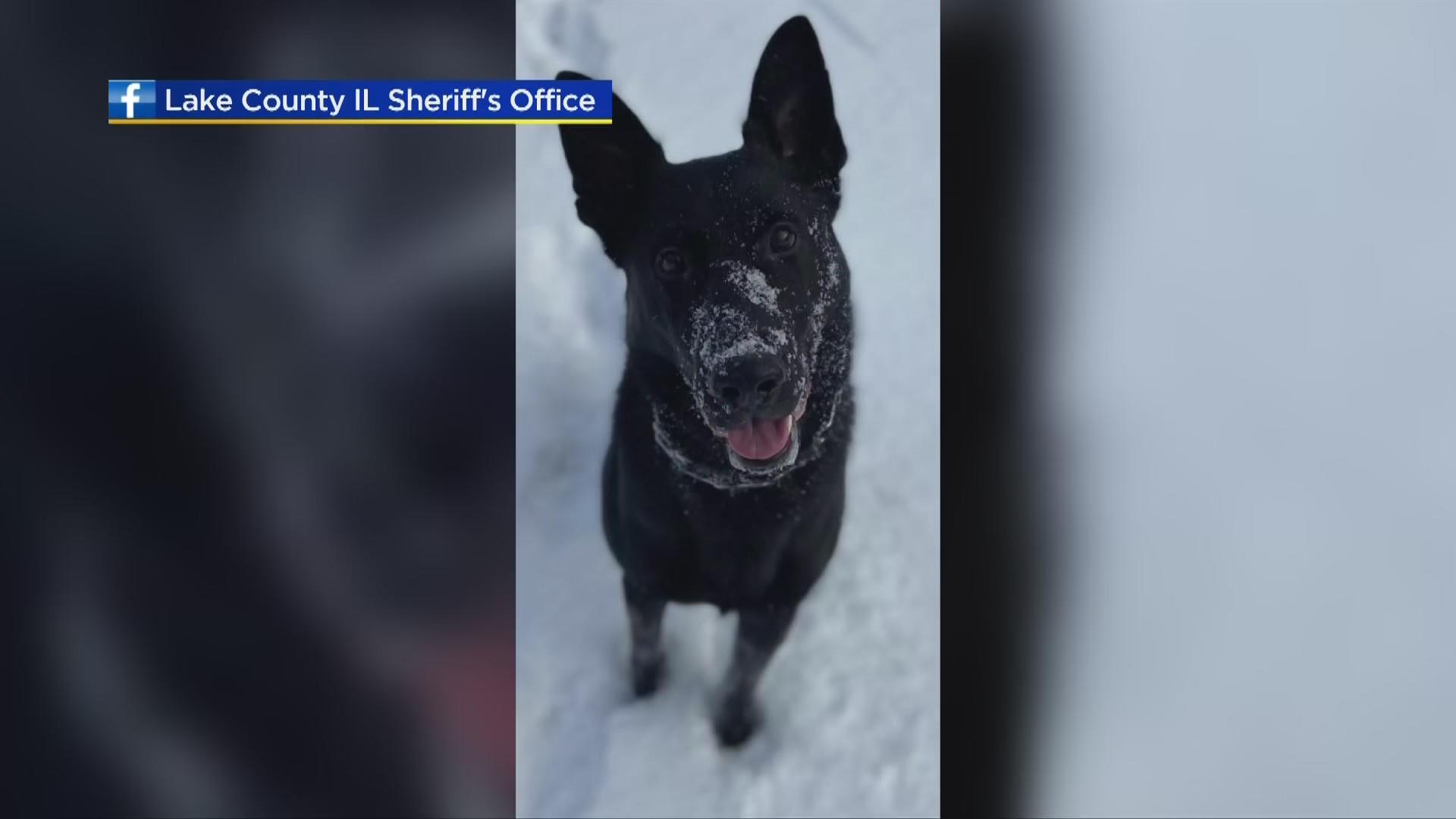 Sheriff's K9 helps flush out suspect from vacant home - CBS Chicago