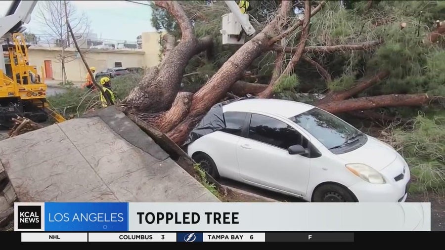 Crews working to clear downed trees after powerful winter storm - CBS ...