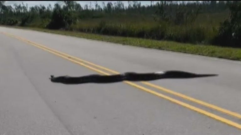 A 15-foot Burmese Python seen crossing road in Everglades National Park ...