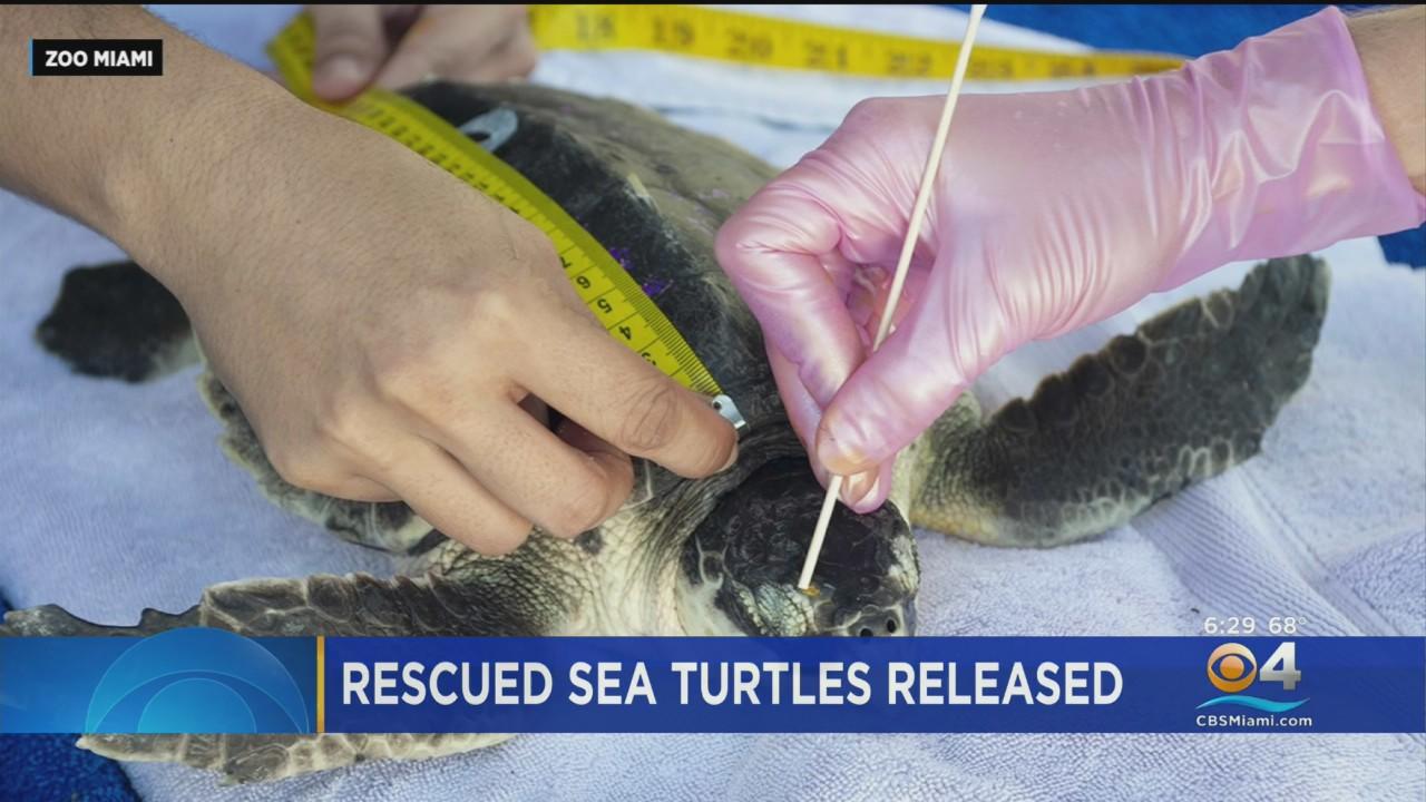 Critically endangered turtles released into wild after rehab stay at ...