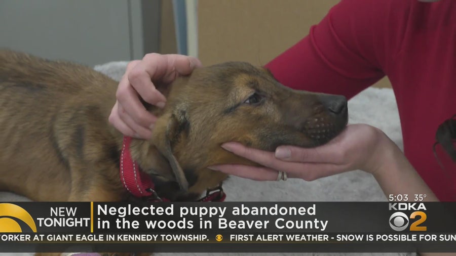 Reward offered for information related to emaciated puppy found in ...