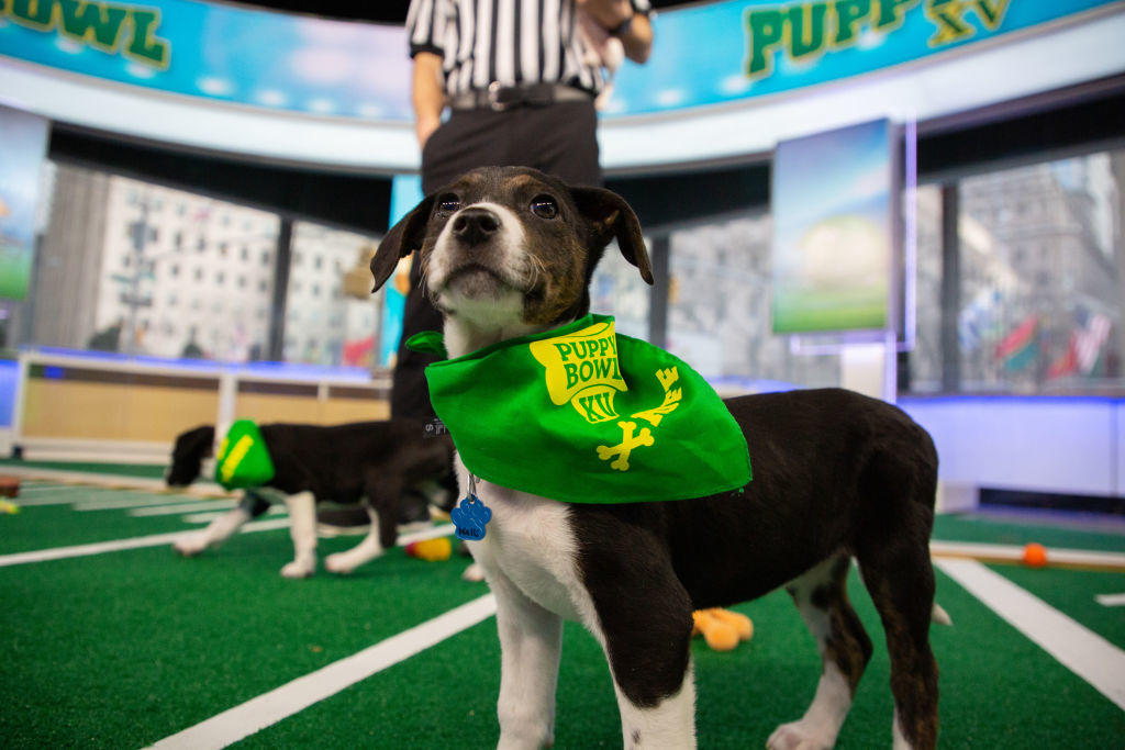When is Puppy Bowl 2023? Date Time, Host, TV, How to Watch SportsHistori