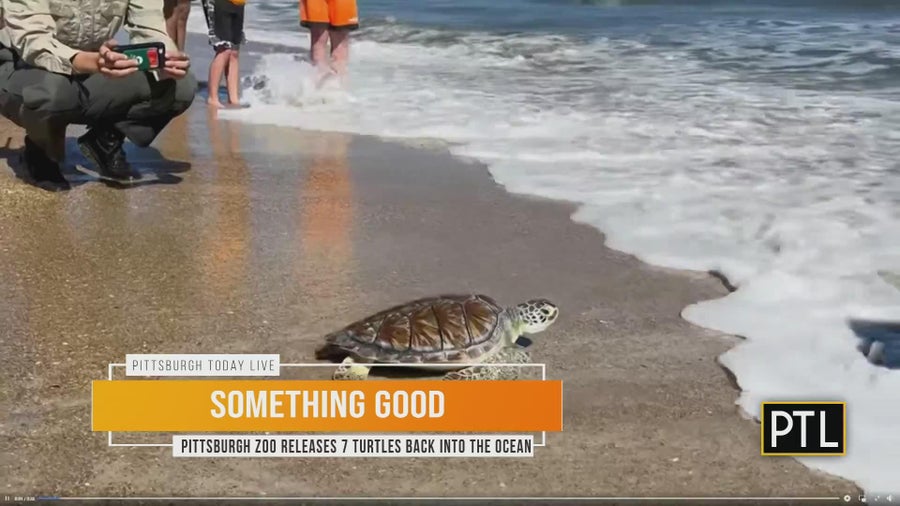 Sea turtles released into ocean after months of rehab at Pittsburgh Zoo ...