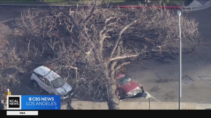 One dead after massive tree falls onto car in Anaheim - CBS Los Angeles