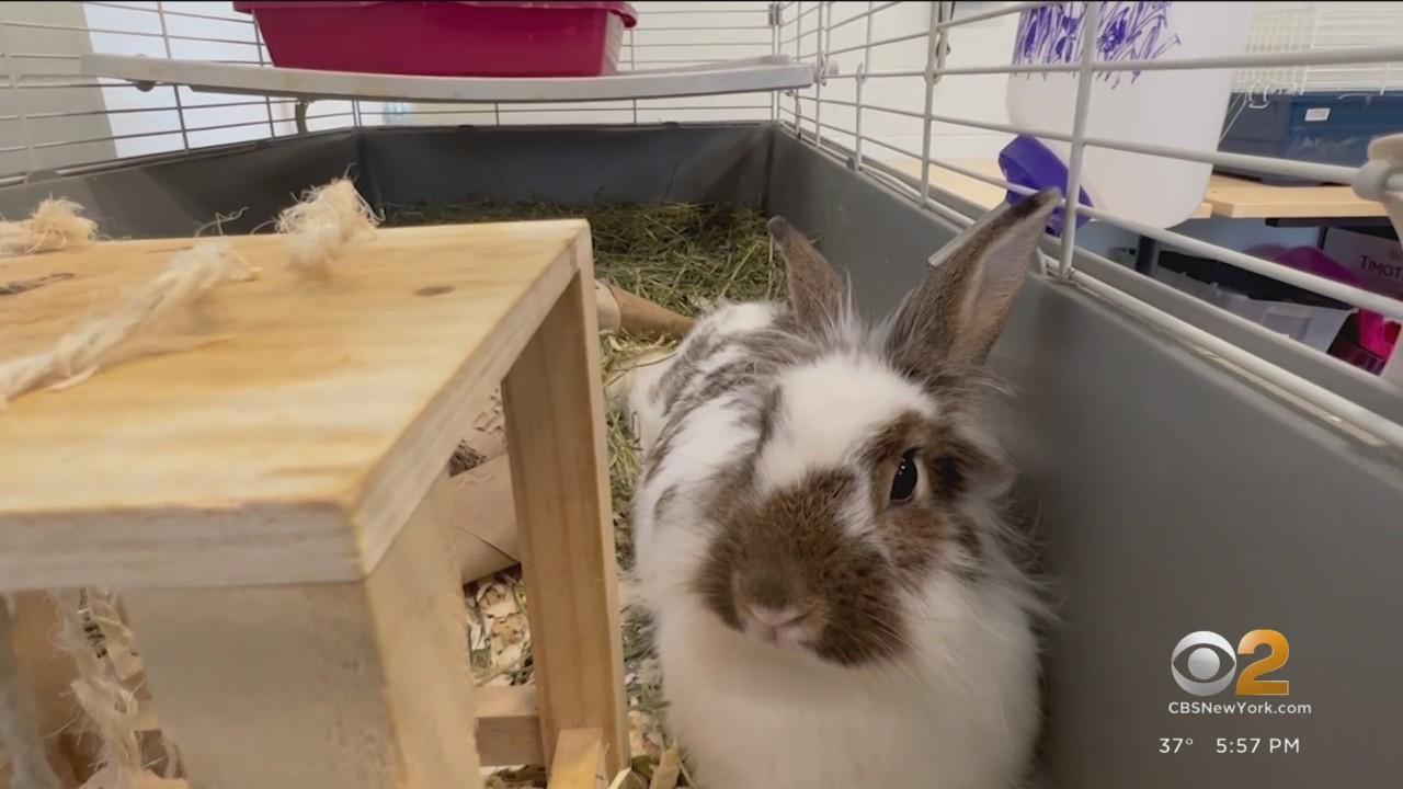 Thinking about buying a bunny? Give it a lot of consideration first ...
