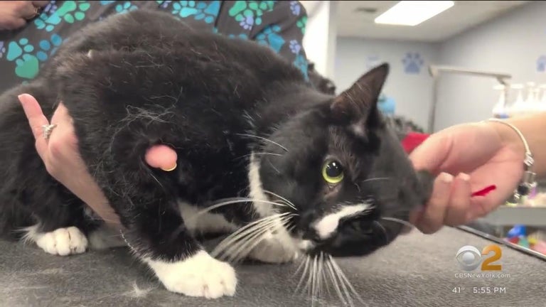 Eight lives left: Ernie the cat rescued from gutted Long Island home 12 ...