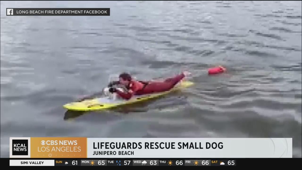Lifeguards rescue small dog that swam out to sea in Long Beach - CBS ...
