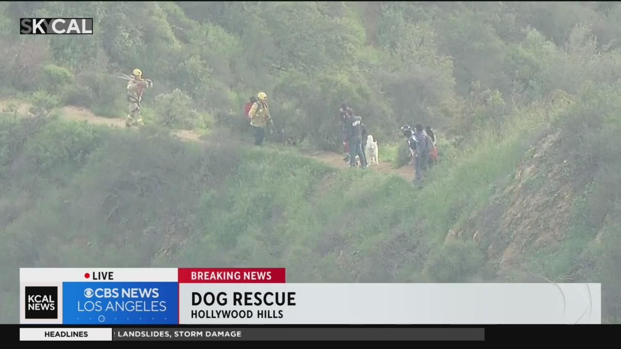 Firefighters save dog that fell down hillside near Hollywood Sign - CBS ...