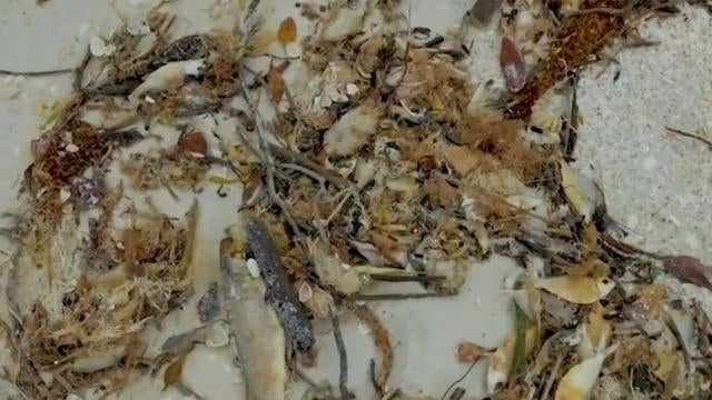 Florida to be visited by seaweed blob twice the width of US this summer ...