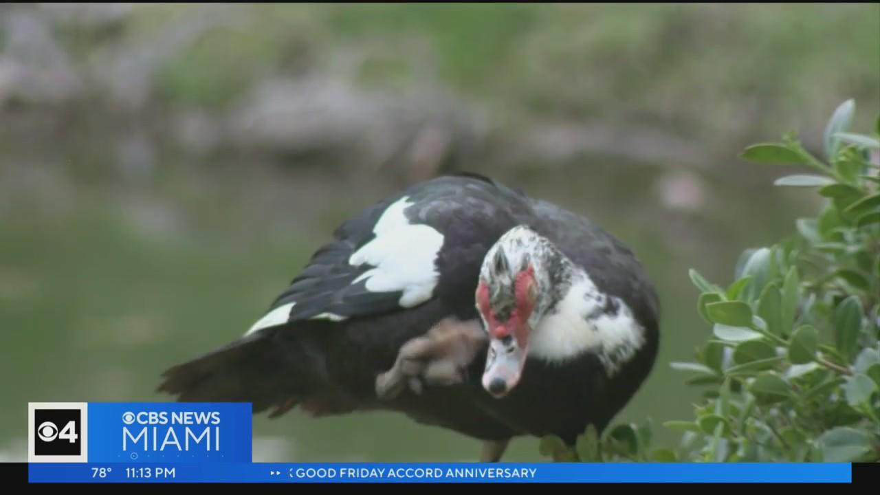 Lake ducks aggressive? Palmetto Bay residents upset over euthanized ...