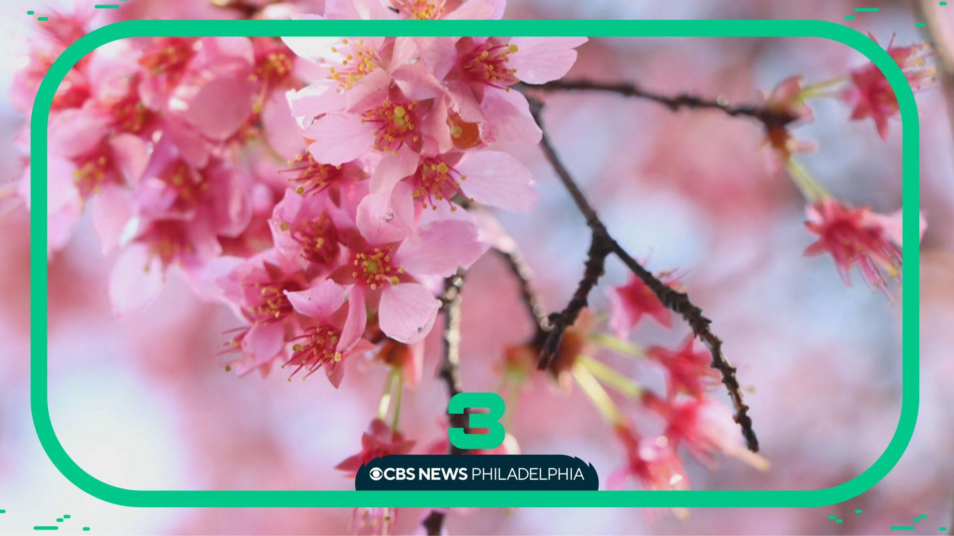 Cherry Blossom Festival returns to Fairmount Park this weekend - CBS ...
