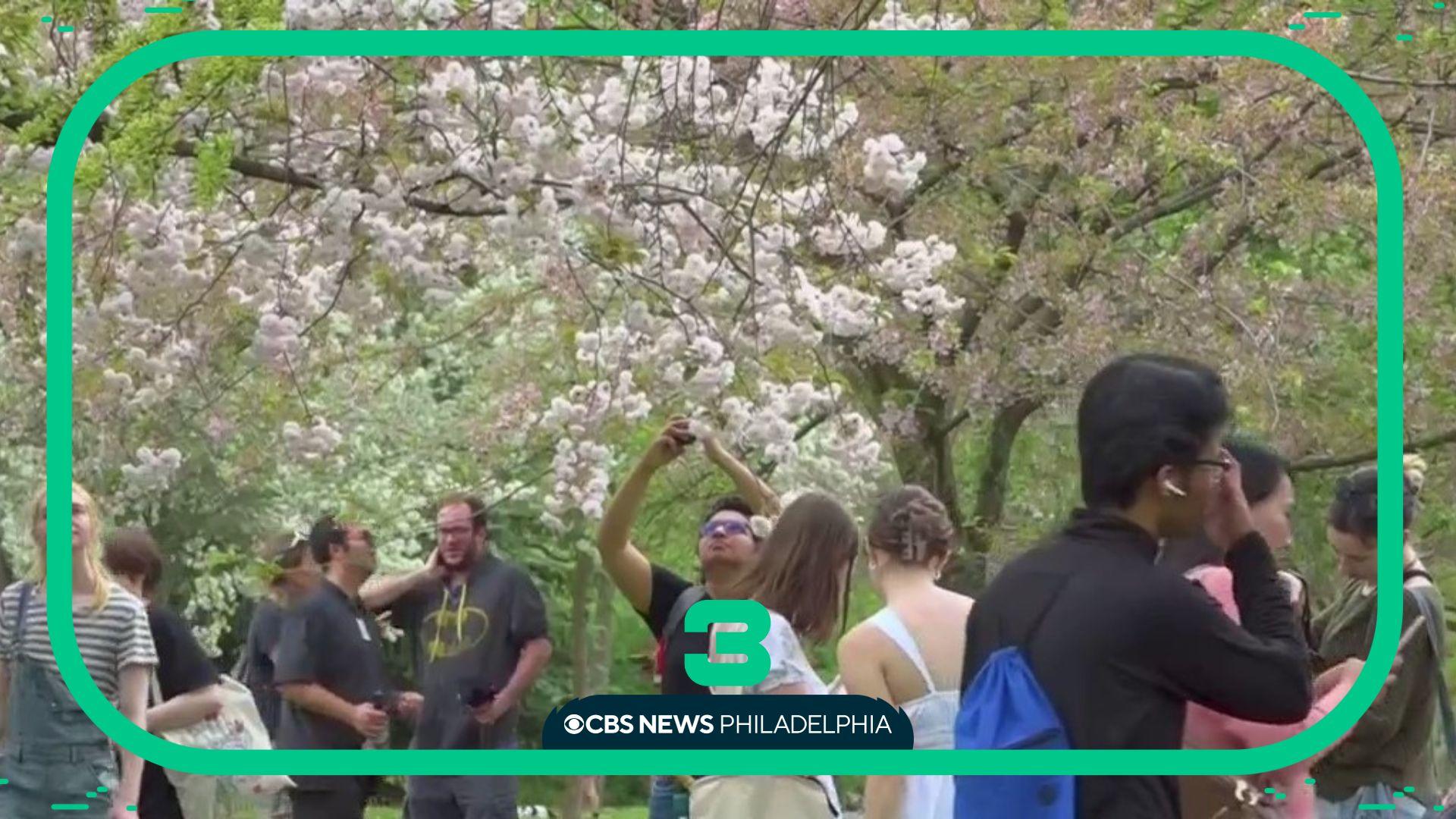 Thousands enjoy Cherry Blossom Festival at Fairmount Park - CBS ...