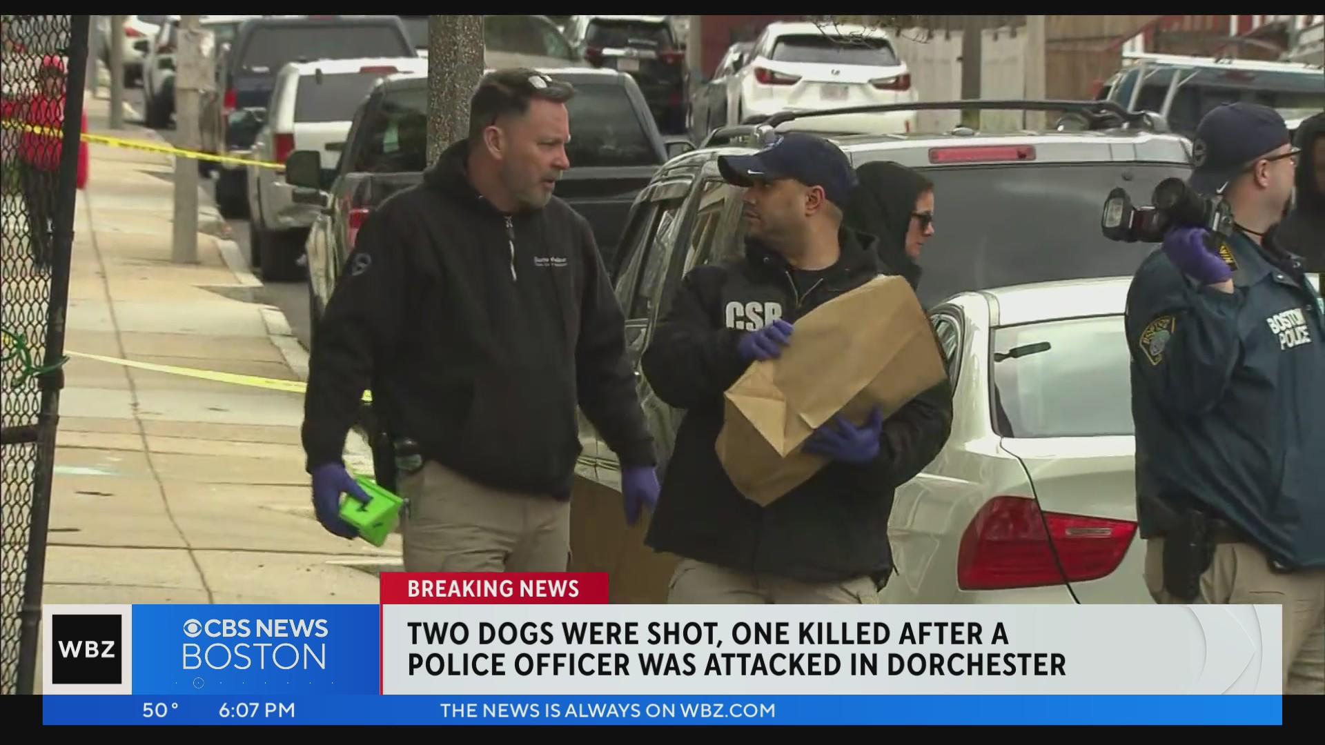 Boston Police shoot 2 pit bulls, killing 1, after they attack officer ...