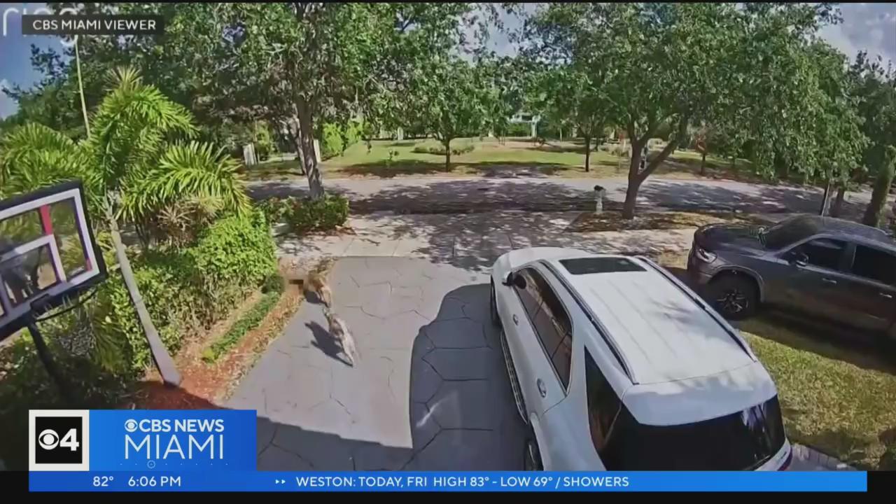 CBS News Miami Exclusive: Miami Lakes woman says same 2 dogs return to ...