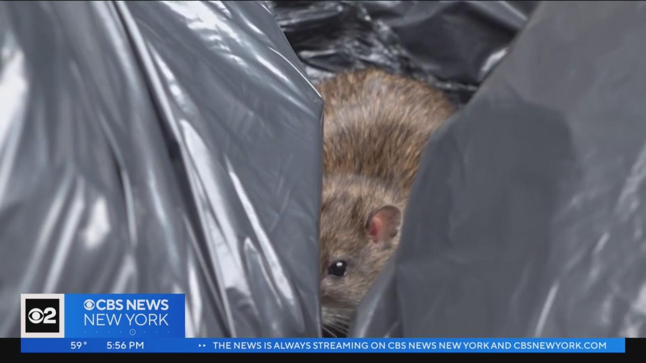 Rat action plan set to target Harlem-area hotspots - CBS New York