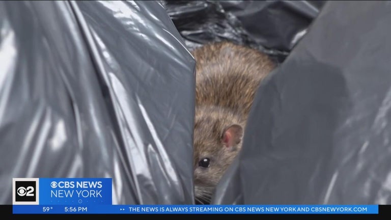 Manhattan Rats Rat action plan set to target Harlem-area hotspots - CBS New York