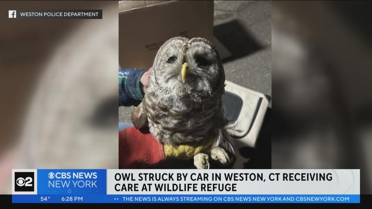 Owl recovering after flying into grill of car in Connecticut CBS New York