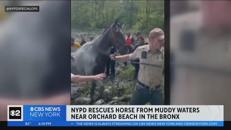 See it: NYPD rescues horse stuck in muddy water at Orchard Beach in the ...