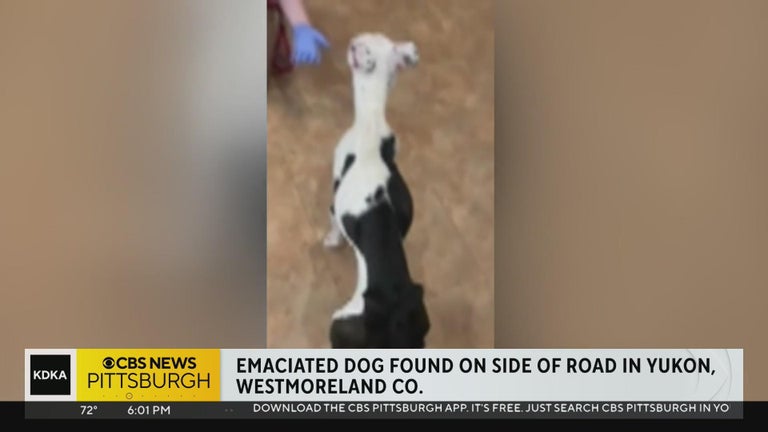 Emaciated dog rescued from side of road in Westmoreland County - CBS ...