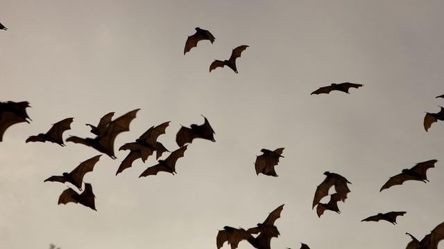 Future pathogens could be 