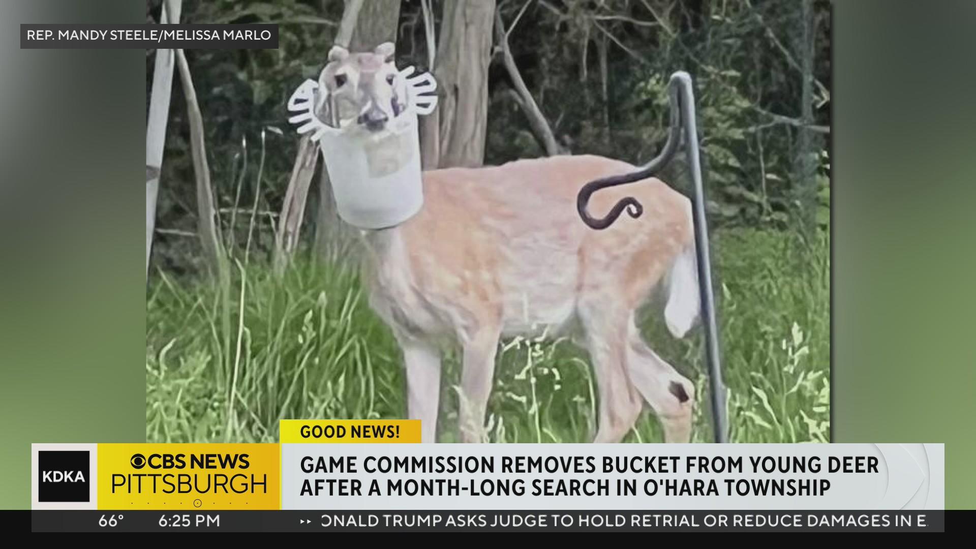 Deer freed from bucket stuck on its head in O'Hara Township - CBS ...