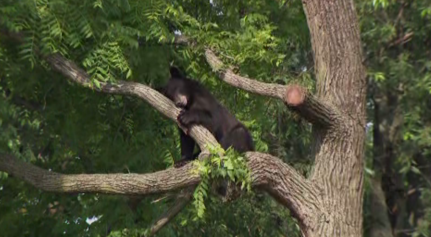 Black bear tranquilized after roaming Washington, D.C., hanging out in ...