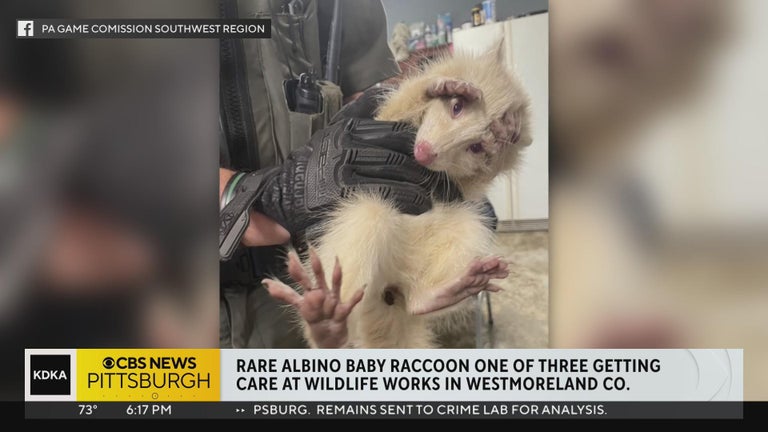 Rare albino raccoon rescued in Somerset County - CBS Pittsburgh