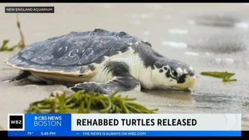 New England Aquarium releases 4 sea turtles off Cape Cod after months ...