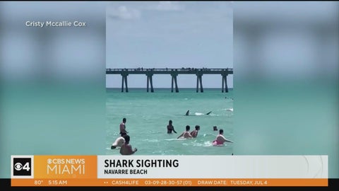 Caught on Camera: Large shark close to swimmers at Florida beach - CBS