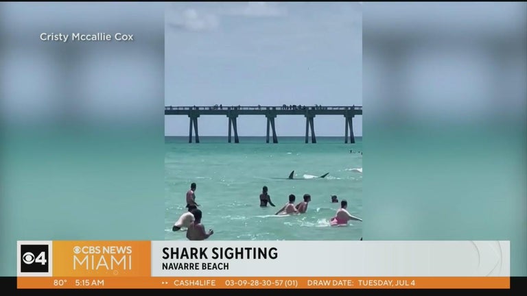 Caught on Camera: Large shark close to swimmers at Florida beach - CBS ...