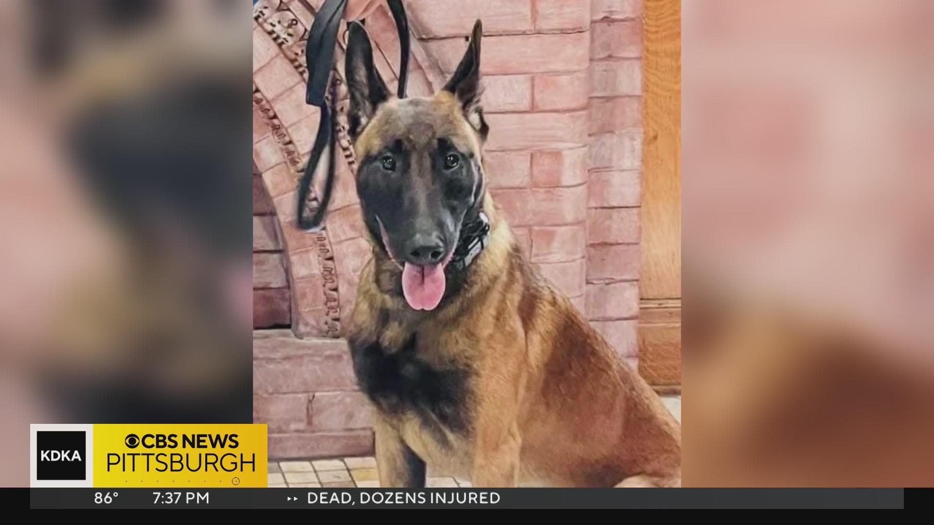 North Huntingdon police get new K 9 CBS Pittsburgh