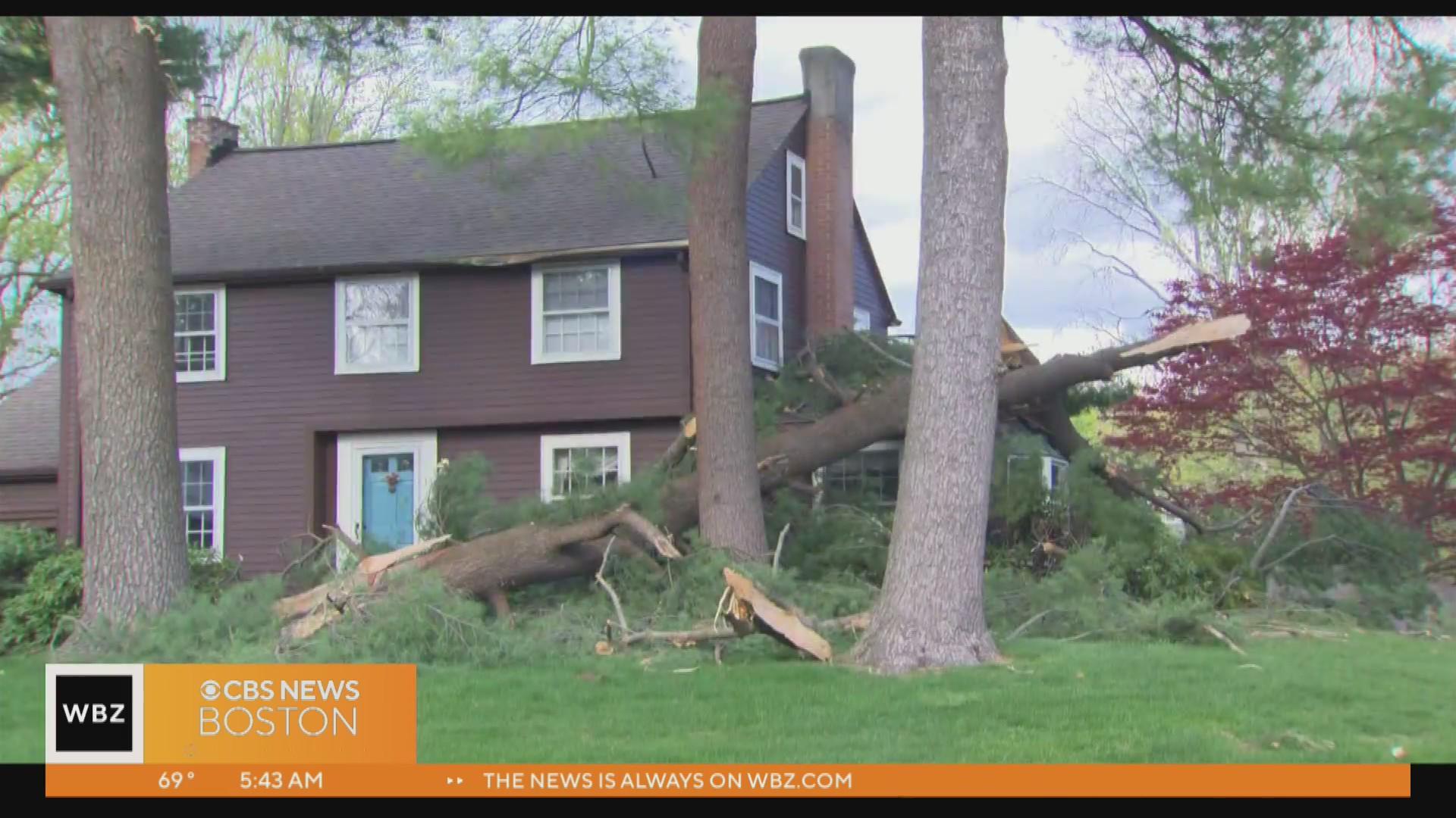Are your trees in danger of falling during summer storms? Here are the ...