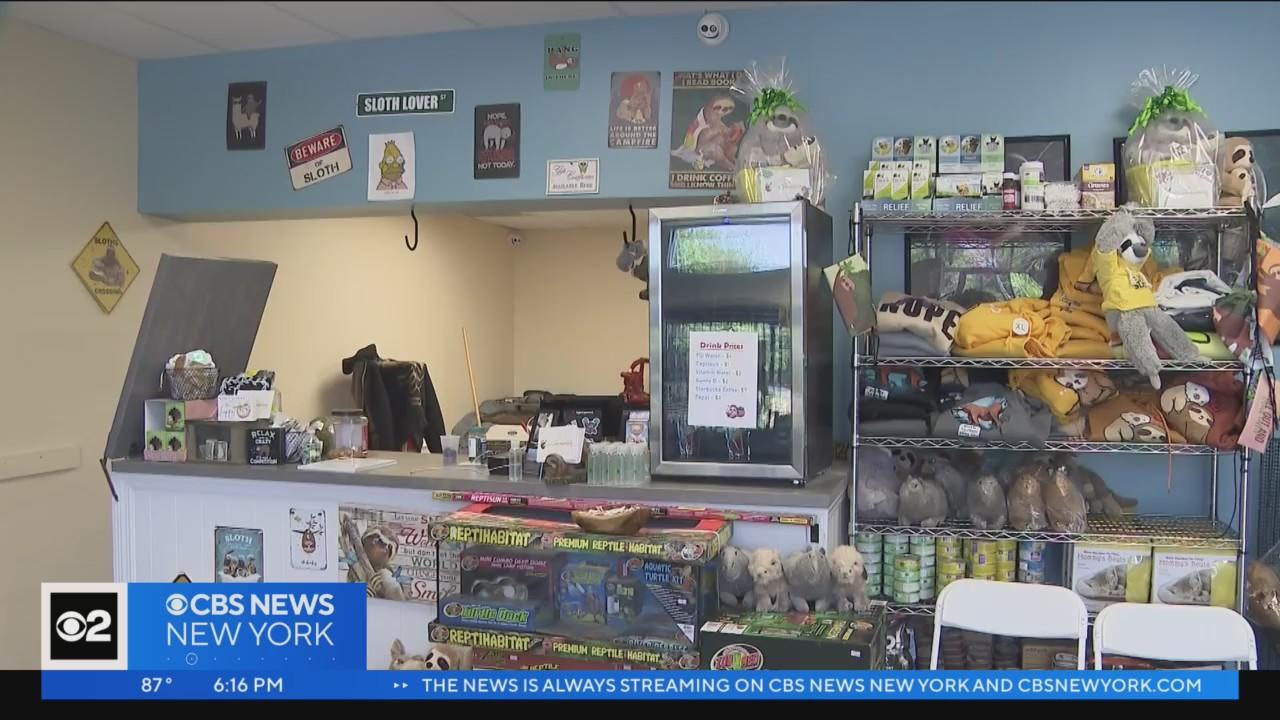 Sloth Store Sloth Encounters on Long Island ordered to stop operating as pet store ...