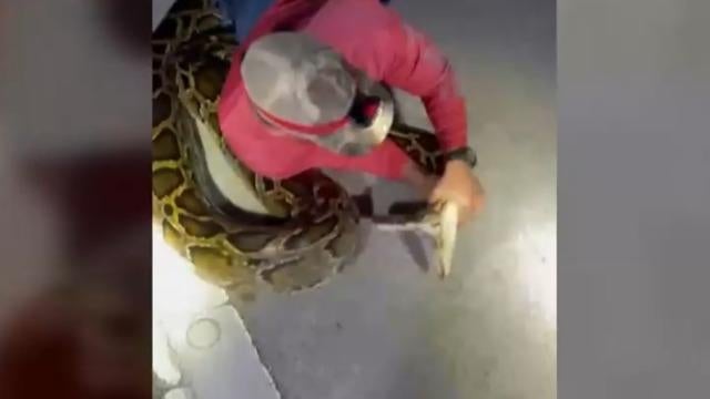 Watch a Florida man wrestle a record-breaking 19-foot-long Burmese ...