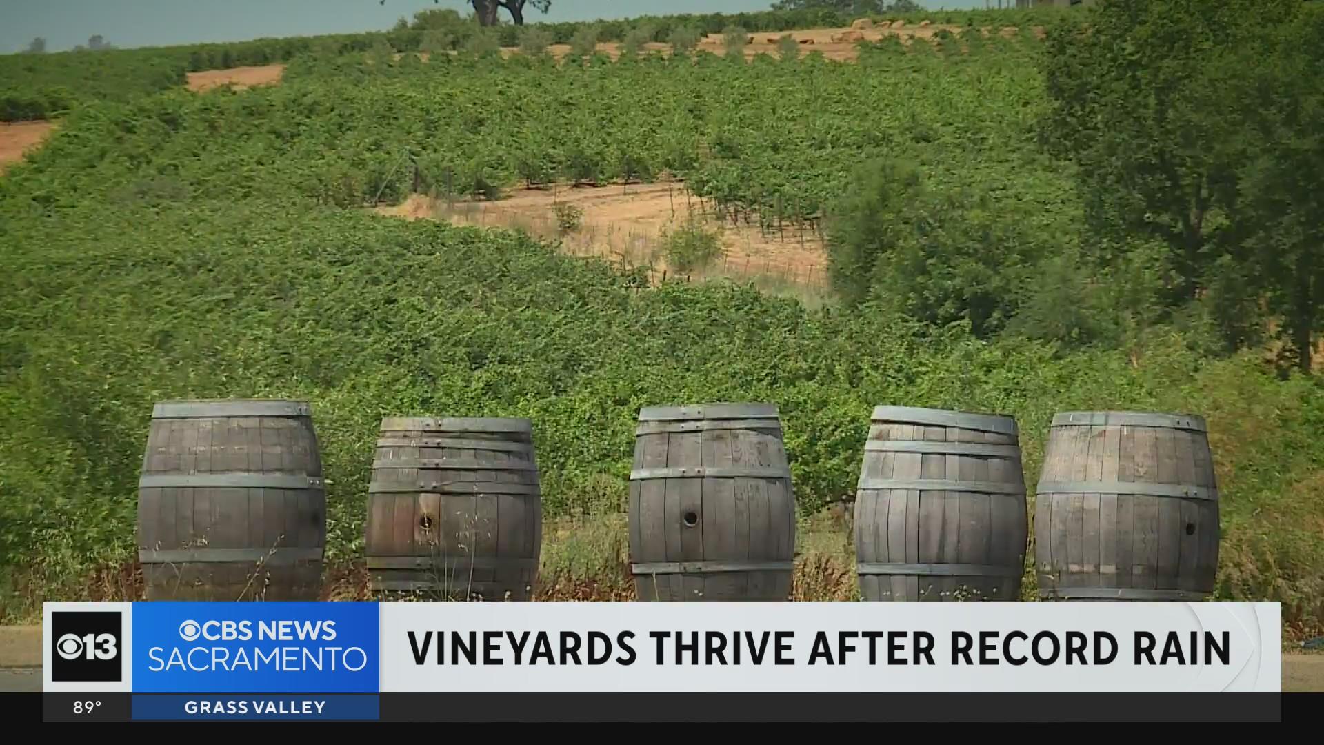 Recor Spring Amador winemaker sips in the benefits after record spring - CBS Sacramento