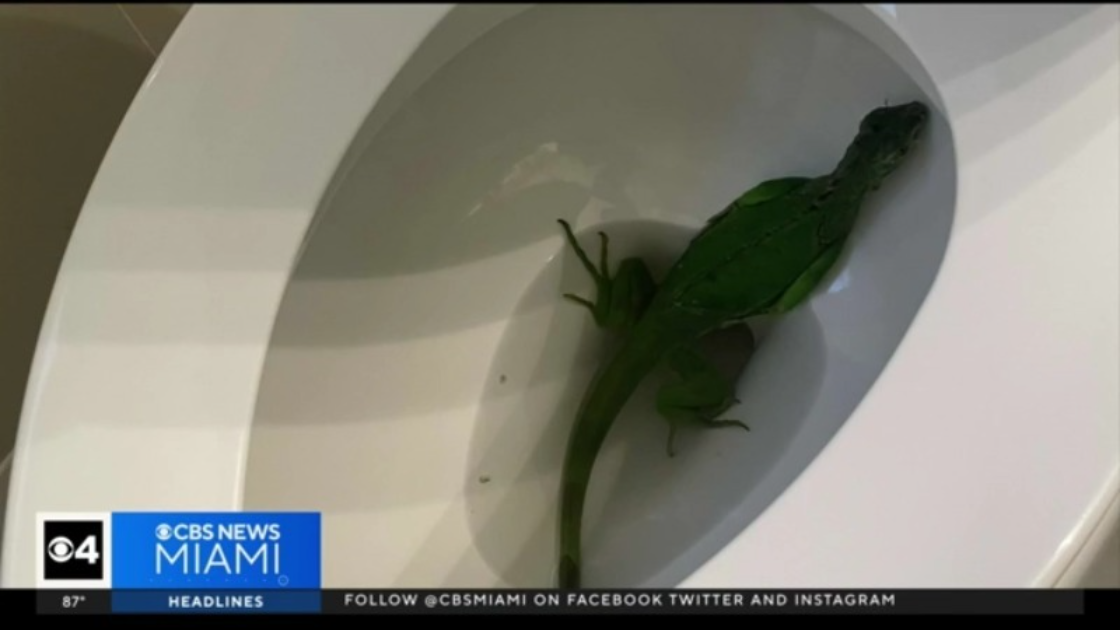 South Fla. man finds iguana in toilet bowl: 'I thought I was in