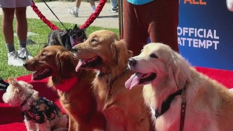 Over 200 dogs attend PAW Patrol screening, set record for 'most dogs ...
