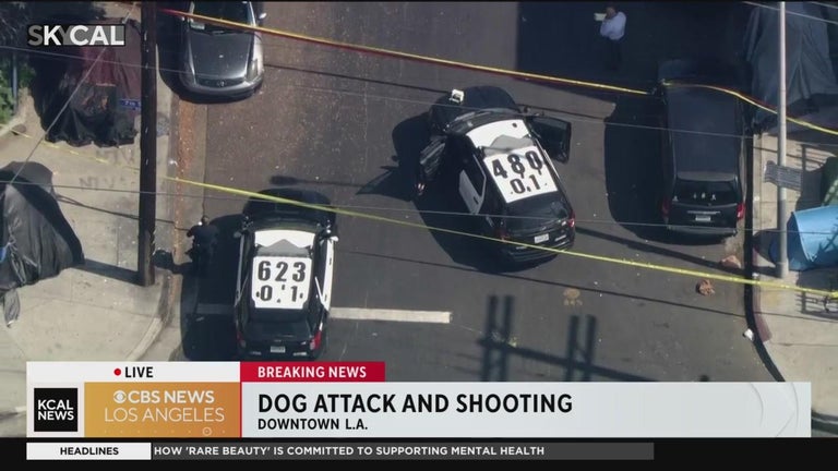 Dog shot by police after attacking man downtown Los Angeles - CBS Los ...