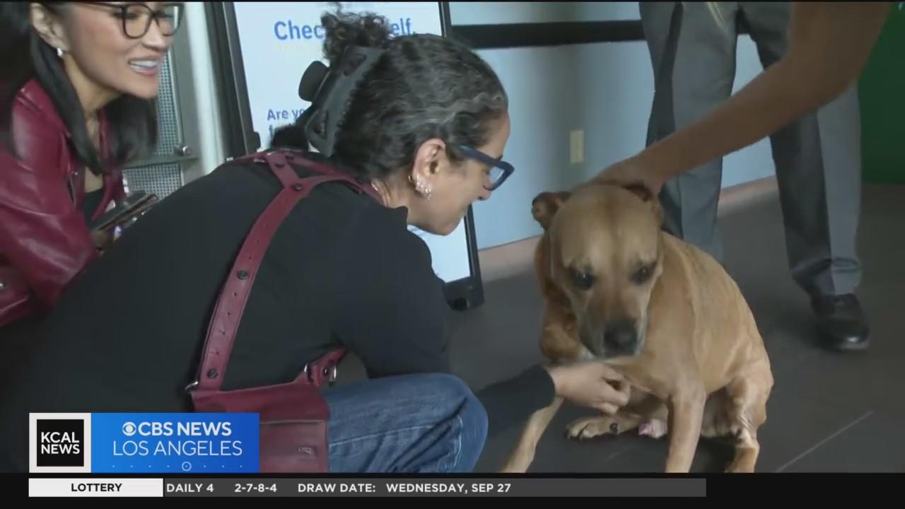 Owner reunites with stolen dog after brutal attack inside North ...