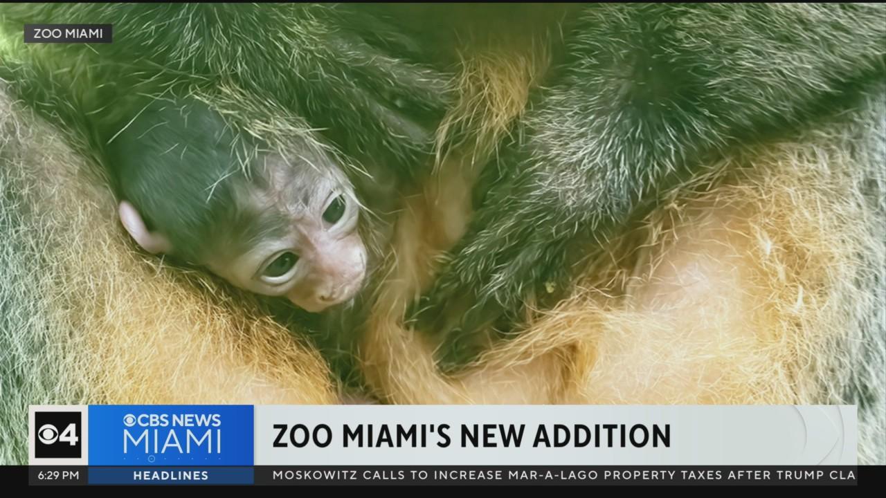 Zoo Miami WhiteFaced Saki monkey CBS Miami