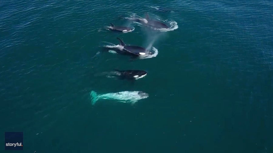 Rare white killer whale nicknamed "Frosty" spotted off California coast ...