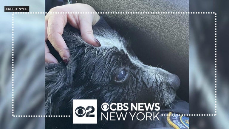Blind dog rescued from drowning in NYC's Baisely Pond Park - CBS New York