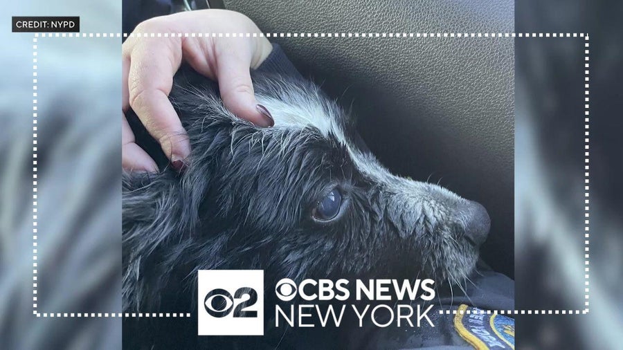 Blind dog rescued from drowning in NYC's Baisely Pond Park - CBS New York