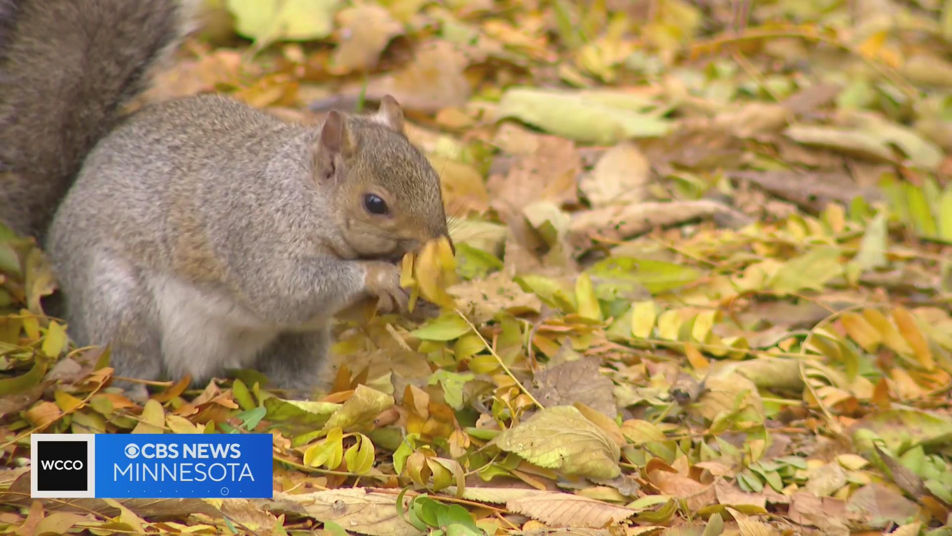How do squirrels remember where they bury their nuts? CBS Minnesota